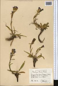 Gentiana olivieri Griseb., Middle Asia, Western Tian Shan & Karatau (M3) (Kyrgyzstan)