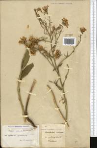 Hesperis sibirica L., Middle Asia, Northern & Central Kazakhstan (M10) (Kazakhstan)