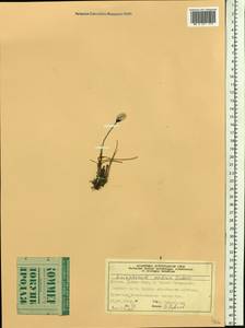 Eriophorum medium Andersson, Siberia, Yakutia (S5) (Russia)