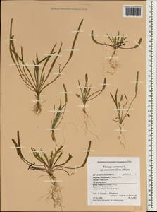 Plantago weldenii Rchb., South Asia, South Asia (Asia outside ex-Soviet states and Mongolia) (ASIA) (Cyprus)