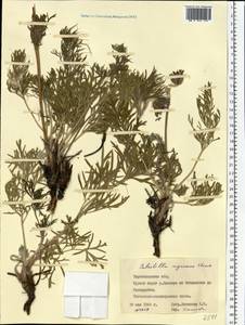 Pulsatilla pratensis subsp. ucrainica (Ugr.) Grey-Wilson, Eastern Europe, West Ukrainian region (E13) (Ukraine)