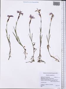 Dianthus superbus, Middle Asia, Northern & Central Tian Shan (M4) (Kyrgyzstan)