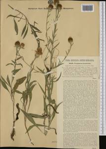 Centaurea jacea subsp. gaudinii (Boiss. & Reut.) Gremli, Western Europe (EUR) (Italy)