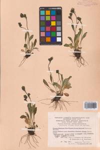 Hieracium triste Willd. ex Spreng., Siberia, Chukotka & Kamchatka (S7) (Russia)