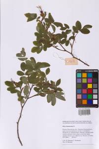 Rosa majalis Herrm., Eastern Europe, Moscow region (E4a) (Russia)