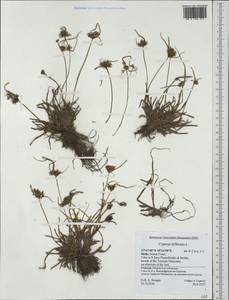 Cyperus difformis L., Western Europe (EUR) (Italy)