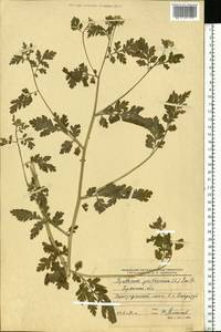 Tanacetum parthenium (L.) Sch. Bip., Eastern Europe, Western region (E3) (Russia)