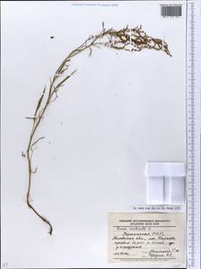 Rumex acetosella L., Eastern Europe, North Ukrainian region (E11) (Ukraine)