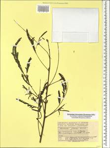 Leucaena leucocephala (Lam.)de Wit, Africa (AFR) (Seychelles)