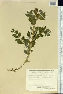 Astragalus ishigensis Maxim. ex Hulten, Siberia, Chukotka & Kamchatka (S7) (Russia)