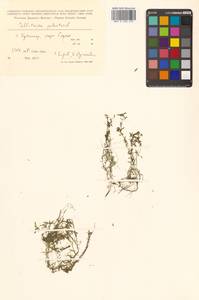 Callitriche palustris subsp. palustris, Siberia, Russian Far East (S6) (Russia)