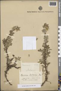 Farinopsis salesoviana (Stephan) Chrtek & Soják, Middle Asia, Northern & Central Tian Shan (M4) (Kyrgyzstan)