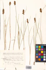 Blysmus compressus (L.) Panz. ex Link, Eastern Europe, Moscow region (E4a) (Russia)