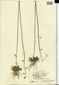 Lobelia dortmanna L., Eastern Europe, North-Western region (E2) (Russia)