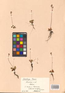 Micranthes tenuis (Wahlenb.) Small, Eastern Europe, Northern region (E1) (Russia)