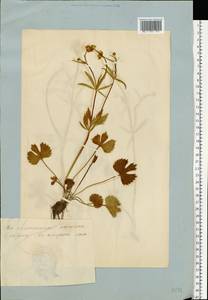 Ranunculus auricomus L., Eastern Europe, Estonia (E2c) (Estonia)