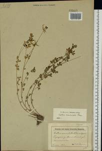 Lotus corniculatus L., Eastern Europe, Belarus (E3a) (Belarus)