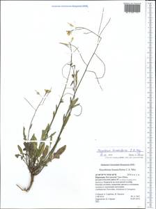 Sisymbrium brassiciforme C.A. Mey., Middle Asia, Northern & Central Tian Shan (M4) (Kyrgyzstan)