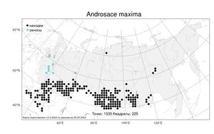 Androsace maxima L., Atlas of the Russian Flora (FLORUS) (Russia)