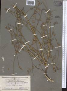 Onobrychis laxiflora Baker, Middle Asia, Pamir & Pamiro-Alai (M2) (Tajikistan)