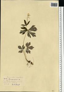 Ranunculus carpaticus Herbich, Eastern Europe, West Ukrainian region (E13) (Ukraine)
