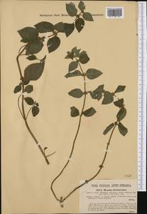Mentha × dalmatica Tausch, Western Europe (EUR) (Hungary)