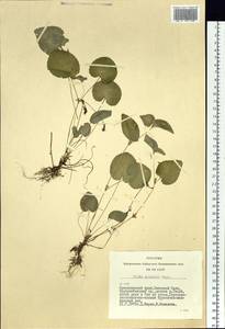 Viola mauritii Tepl., Siberia, Altai & Sayany Mountains (S2) (Russia)