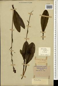 Platanthera bifolia (L.) Rich., Caucasus, Krasnodar Krai & Adygea (K1a) (Russia)