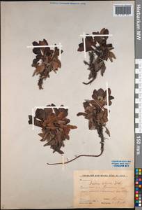 Arctostaphylos alpinus (L.) Spreng., Siberia, Russian Far East (S6) (Russia)