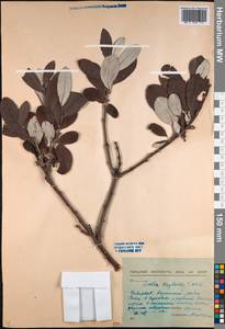 Salix krylovii E. L. Wolf, Siberia, Baikal & Transbaikal region (S4) (Russia)