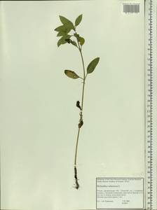 Helianthus tuberosus L., Eastern Europe, Northern region (E1) (Russia)