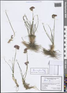 Allium mongolicum Regel, Mongolia (MONG) (Mongolia)
