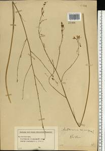 Anthericum ramosum L., Eastern Europe, Central region (E4) (Russia)