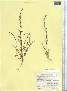 Polygonum aviculare L., Middle Asia, Pamir & Pamiro-Alai (M2) (Tajikistan)