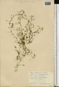 Vicia tetrasperma (L.) Schreb., Eastern Europe, South Ukrainian region (E12) (Ukraine)