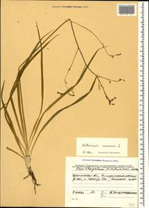 Anthericum ramosum L., Crimea (KRYM) (Russia)