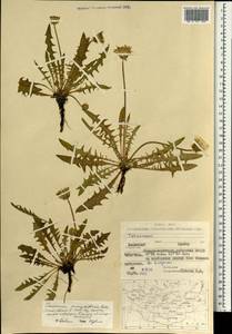 Taraxacum mongoliforme R. Doll, Mongolia (MONG) (Mongolia)