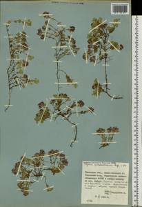 Thymus reverdattoanus Serg., Siberia, Western Siberia (S1) (Russia)