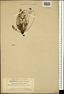 Chamaesciadium acaule (M. Bieb.) Boiss., Caucasus, Stavropol Krai, Karachay-Cherkessia & Kabardino-Balkaria (K1b) (Russia)