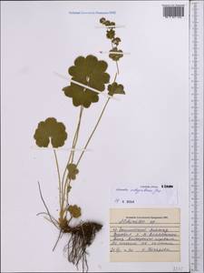 Alchemilla integribasis Juz., Middle Asia, Northern & Central Tian Shan (M4) (Kazakhstan)