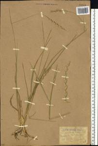 Thinopyrum intermedium (Host) Barkworth & D.R.Dewey, Eastern Europe, Rostov Oblast (E12a) (Russia)