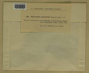 Hylocomiastrum pyrenaicum (Spruce) M. Fleisch. ex Broth., Bryophytes, Bryophytes - Karelia, Leningrad & Murmansk Oblasts (B4) (Russia)