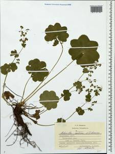 Alchemilla ventiana V. N. Tikhom., Eastern Europe, Middle Volga region (E8) (Russia)