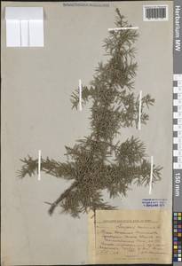 Juniperus communis L., Eastern Europe, Central forest region (E5) (Russia)