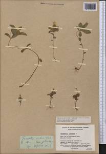 Lysimachia europaea var. arctica (Fisch. ex Hook.), America (AMER) (Canada)