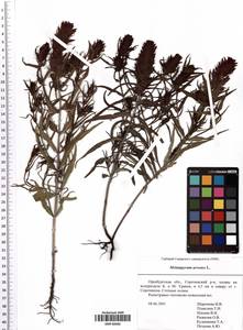 Melampyrum arvense L., Eastern Europe, Eastern region (E10) (Russia)