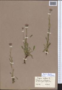 Erigeron borealis (Vierh.) Simmons, Eastern Europe, Northern region (E1) (Russia)