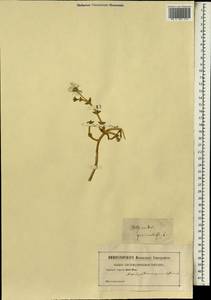 Mesembryanthemum geniculiflorum L., Africa (AFR) (Not classified)