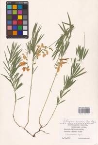 Lathyrus pallescens (M.Bieb.) K.Koch, Eastern Europe, Lower Volga region (E9) (Russia)