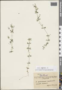 Galium, Siberia, Western Siberia (S1) (Russia)